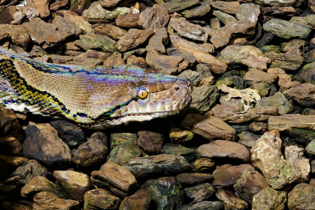 Closeup of Reticulated Python Head between Rocks and Wood Pieces