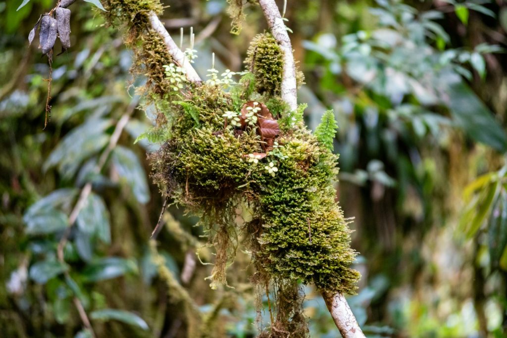 A tree with moss growing on it in a forest