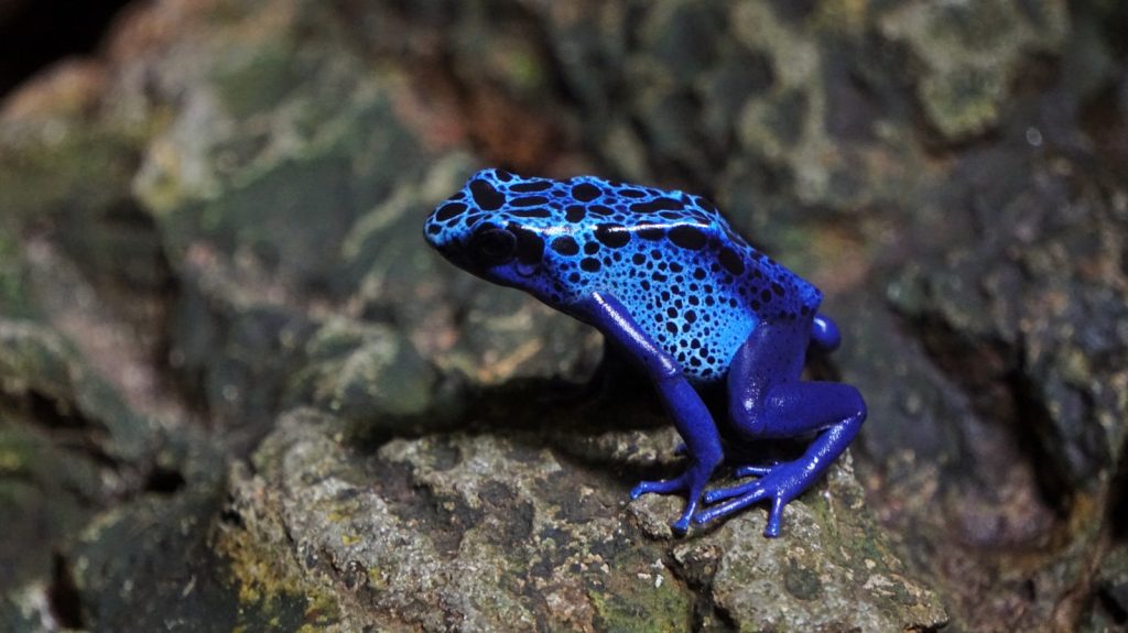 blue frog