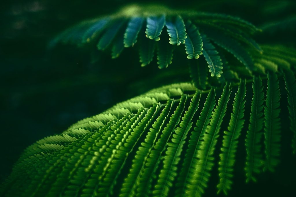 selective focus photography of green pinate leaf plant