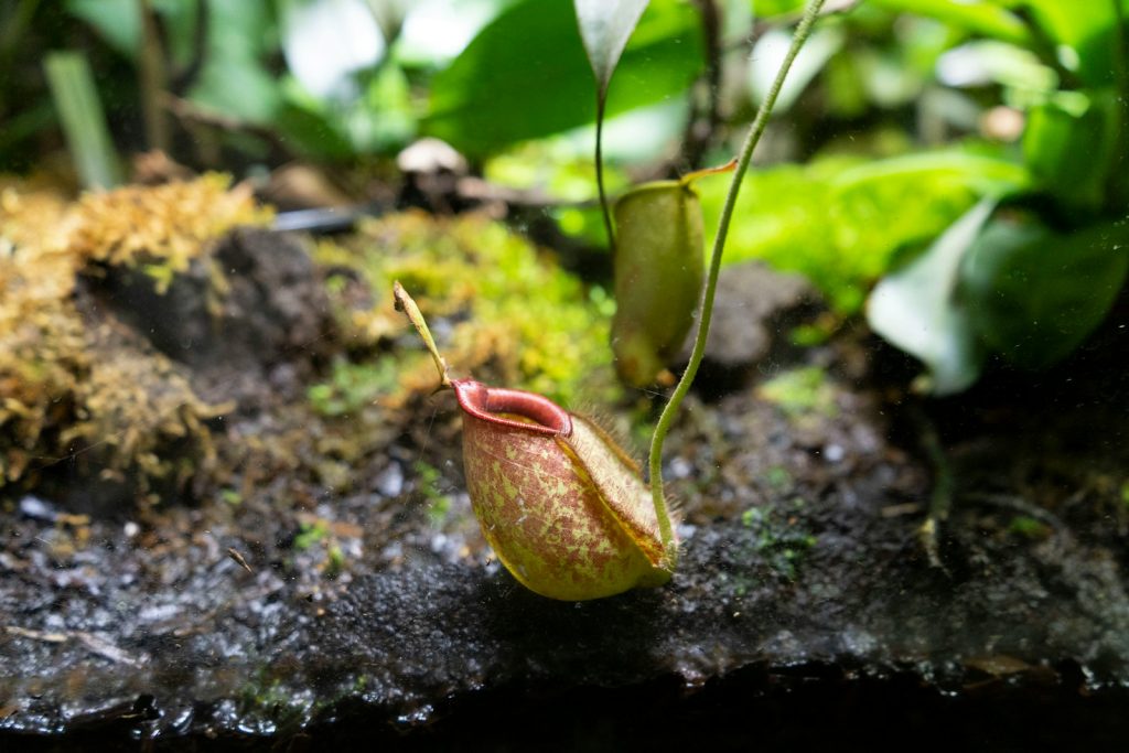 a close up of a flower on a rock