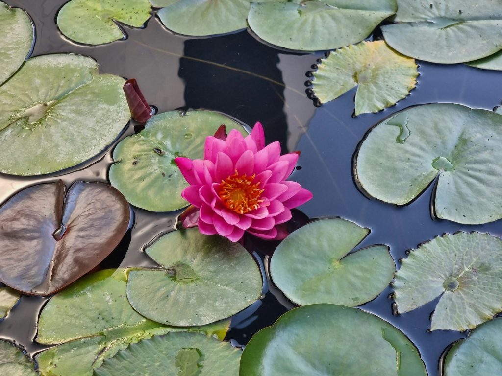 a pink flower sitting on top of lily pads