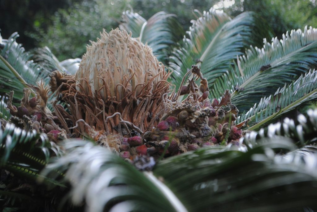 shallow focus photo of plants