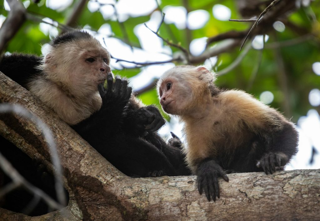 A couple of monkeys sitting on top of a tree