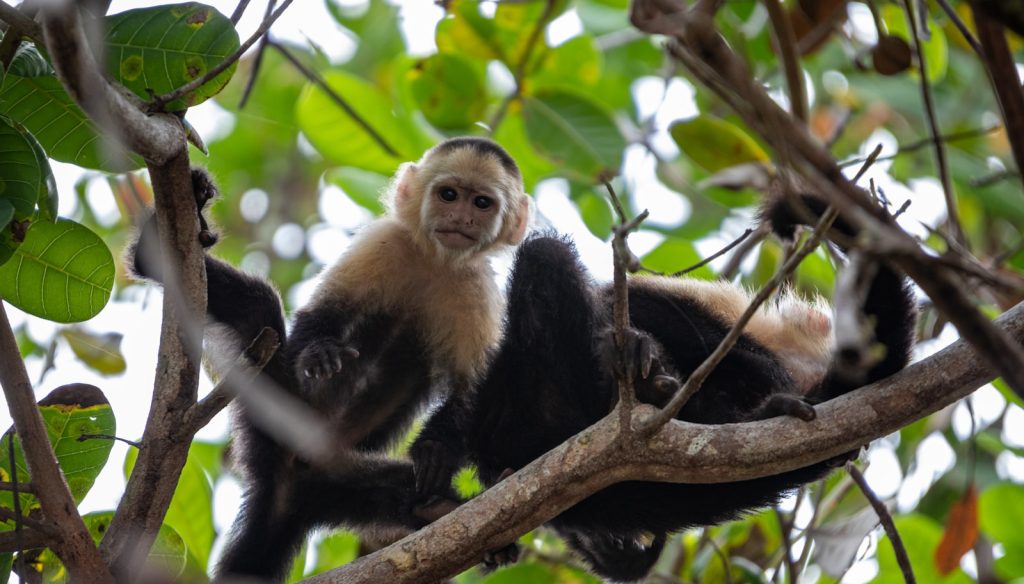 a white faced monkey sitting in a tree